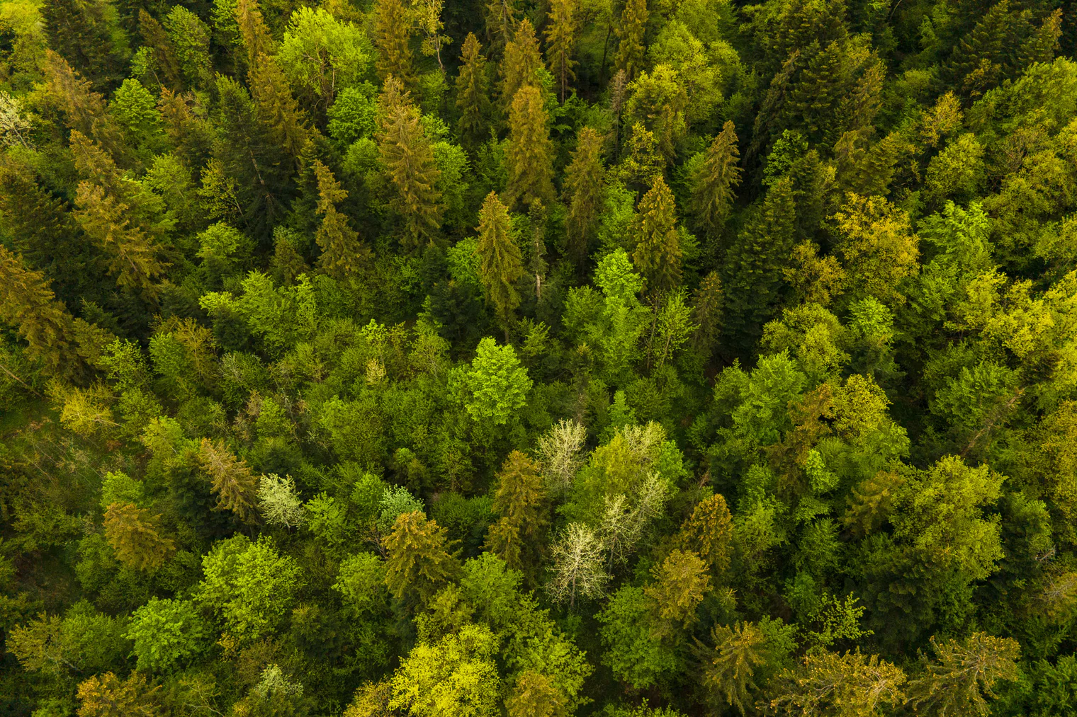 L'élégance naturelle redéfinie